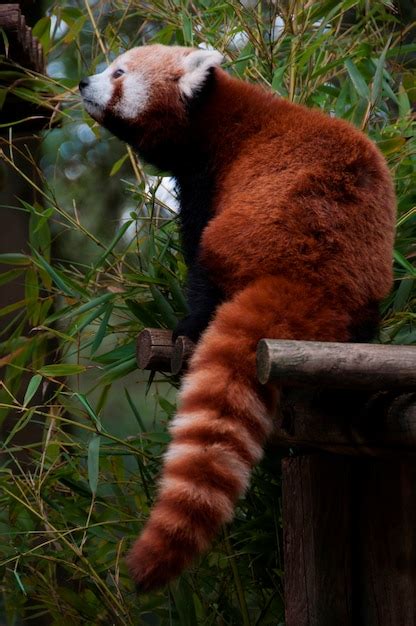 Premium Photo | Red panda eating bamboo