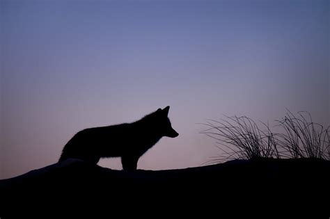 Free Photo: Fox Silhouette at Sunset