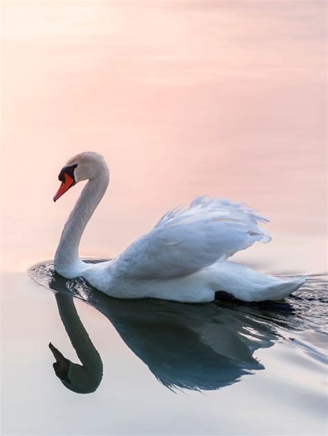 Symbolism of Swan: Spiritual Meanings of Totem Animal | Sarah Scoop