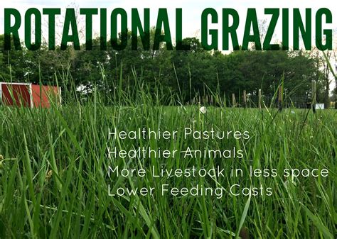 How and Why to Use Rotational Grazing – Farm Fresh For Life – Real Food for Health & Wellness