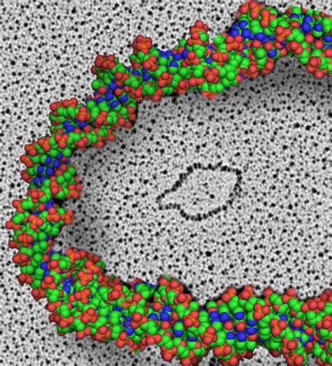 New DNA Entity in Mammalian Cells