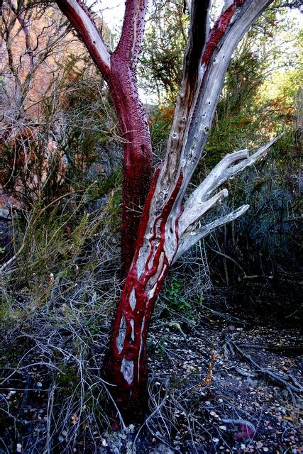 bleeding tree | The red stuff is the bark of this macchia tr… | Flickr ...