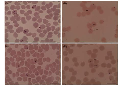 Microscopy of Babesia bovis and Babesia bigemina handled with 10 µg/mL ...