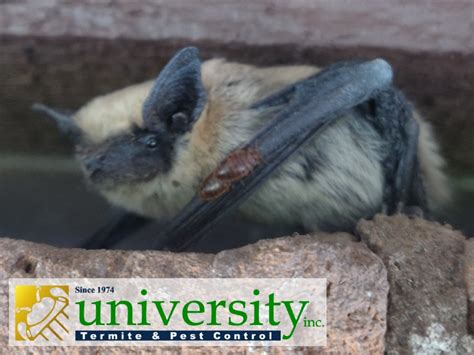 How to Identify Presence of Bat Bugs at Your Home? - University Termite & Pest Control inc.