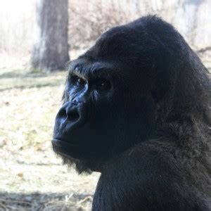 Gorilla Close Up – Photos Public Domain