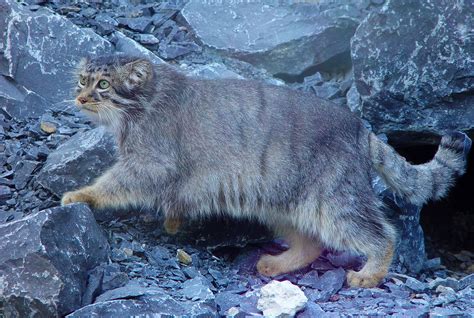 Pallas’s cat | Endangered, Steppe, Asia | Britannica