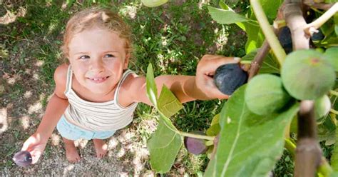 Fig Tree Care: How To Grow Fig Trees In Your Home Or Garden