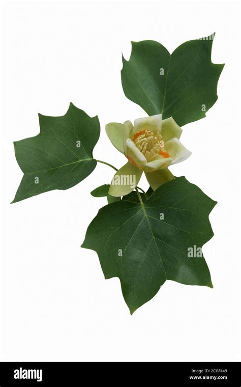 Tulip tree (Liriodendron tulipifera). State tree of Indiana, Kentucky ...