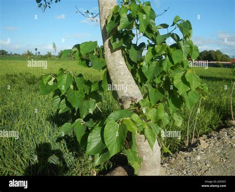 Gmelina tree hi-res stock photography and images - Alamy