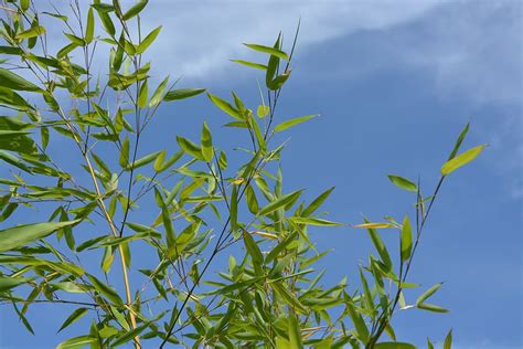 bamboo, au gratin, plant shooting, nature, green foliage, garden, foliage, blue sky | Piqsels