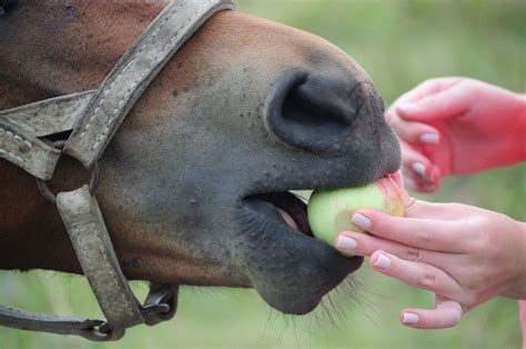 Can Horses Eat Apples? Cautions, FACTS, and Recipes - The Horses Guide