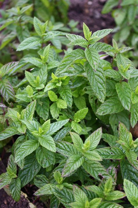 Mint leaves Free Photo Download | FreeImages