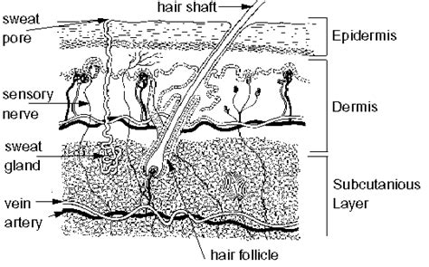 Integumentary System Diagram