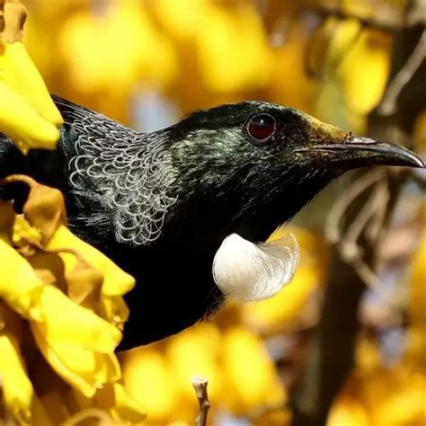 Tui - Facts, Diet, Habitat & Pictures on Animalia.bio