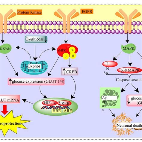 Schematic structure of GLUT family glucose transporters proteins ...