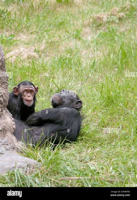 Baby chimpanzee playing hi-res stock photography and images - Alamy