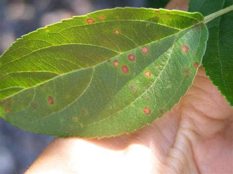 Pear Tree Leaves Brown Spots | Leafandtrees.org