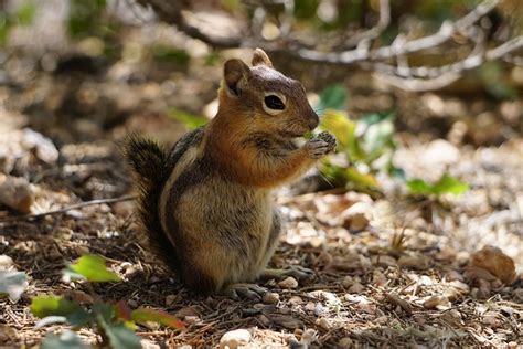 Wildlife in Bryce Canyon National Park - Canyon Trail Rides