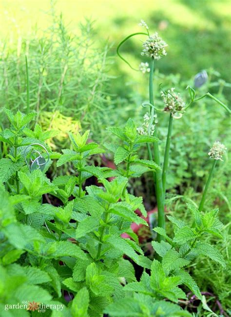 Grow Your Own Perennial Herb Container Garden - Garden Therapy