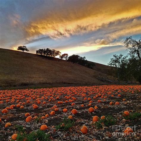 Sunset Over The Pumpkin Patch Photograph by Craig Corwin - Pixels