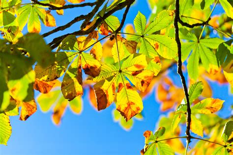 Autumn Buckeye Tree Free Stock Photo - Public Domain Pictures