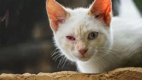 Cat Conjunctivitis Home Remedies: Easing Feline Eye Irritation Naturally