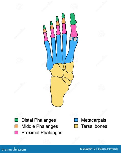 Foot Bones Anatomy with Descriptions. Educational Diagram of Internal Organ. Distal, Proximal ...