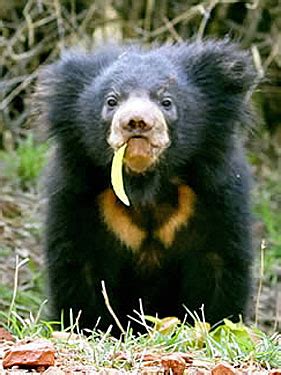 Sloth Bears - Bears Of The World