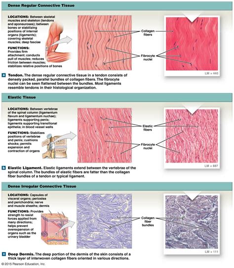 Human Tissue Types Chart