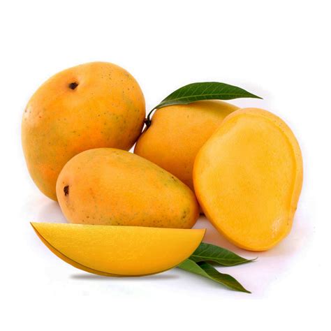 Mango Tree Kesar Indian Collectors Variety Grafted