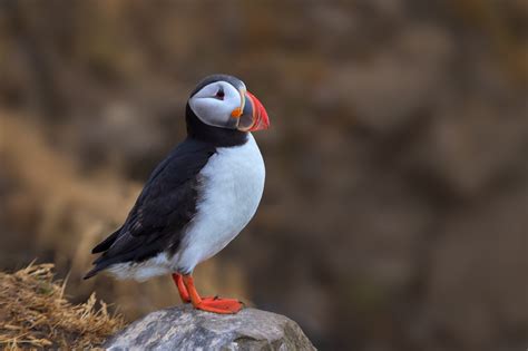 Puffin Perched On A Rock In Iceland Fine Art Photo Print | Photos by Joseph C. Filer