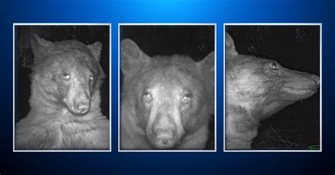 "Felt cute, might delete later": Bear discovers trail cam and gets 400 ...