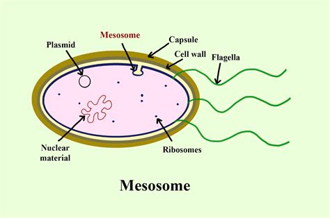 The function of mesosome in prokaryotes is -(a)Aerobic respiration(b)Cell wall formation(c)Both ...