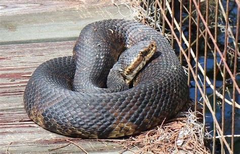 Cottonmouth Snake (Water Moccasin) Facts, Identification, Habitat, Diet, and Pictures