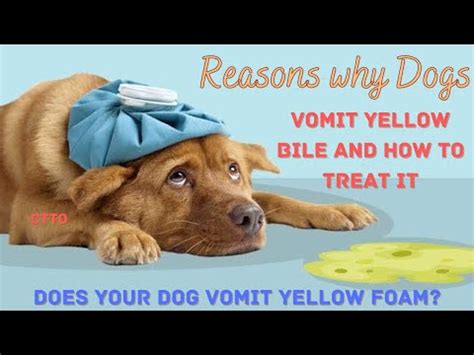 IS THE FOAM IN YOUR DOG'S VOMIT YELLOW? [Research]