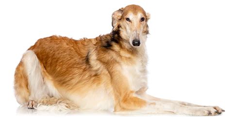 Borzoi Dog - Borzoi - Dog Breeds - Purina Australia - I'm still making content with esper on my ...