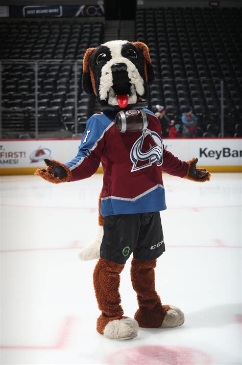 Rating the dog mascots in the NHL | Colorado avalanche hockey, Colorado ...