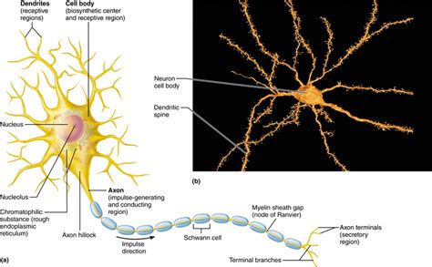 Parts Of Motor Neuron