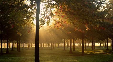 Morning light, forest, fall, autumn, dawn, sun, sunlight, fog, mist ...