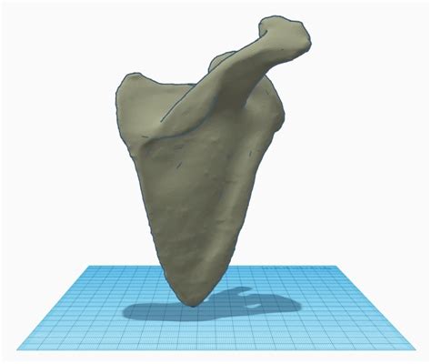 STL file SCAPULA - ANATOMY MODEL・3D printer design to download・Cults