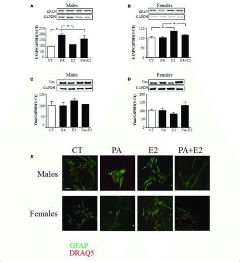 | Effects of PA and 17β E2 on astrocytes markers. Astrocyte cultures... | Download Scientific ...