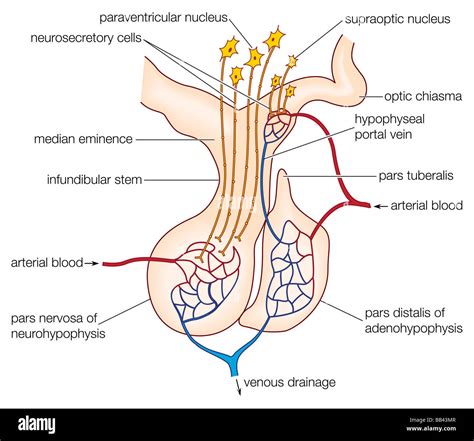 L'hypophyse de mammifères, montrant le lobe antérieur (adénohypophyse ...