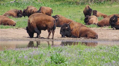 Lee G. Simmons Wildlife Safari Park opens for 25th year on Saturday