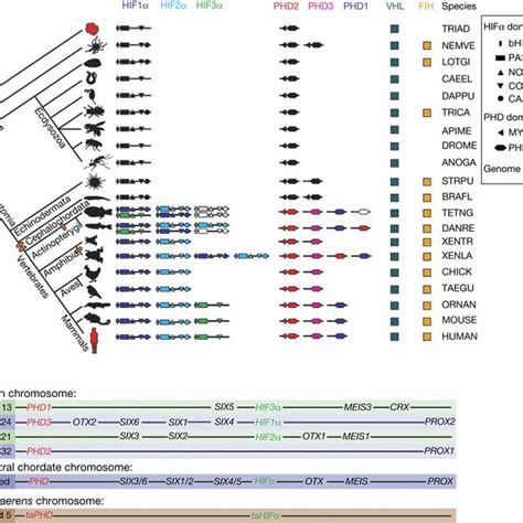 Hypoxic regulation of Trichoplax adhaerens genes. (A) Domain structures ...