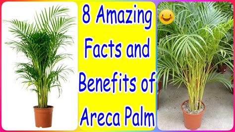 8 Amazing Facts and Benefits of Areca Palm |Areca Palm Summer Care ...