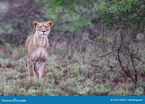 Lion Female Hunting in Zimanga Game Reserve Stock Image - Image of ...