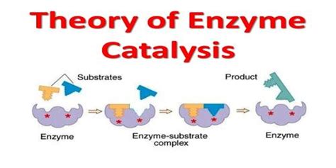 Enzyme Catalysis - QS Study
