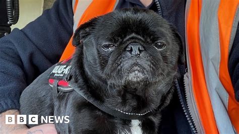 Driver stops train to rescue frightened pug