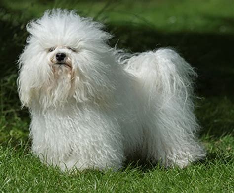 Small White Dog Breeds: 16 Cutest White Small Dog Breeds