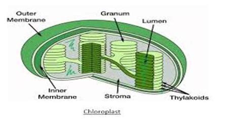 Plastid: Definition with Functions - QS Study